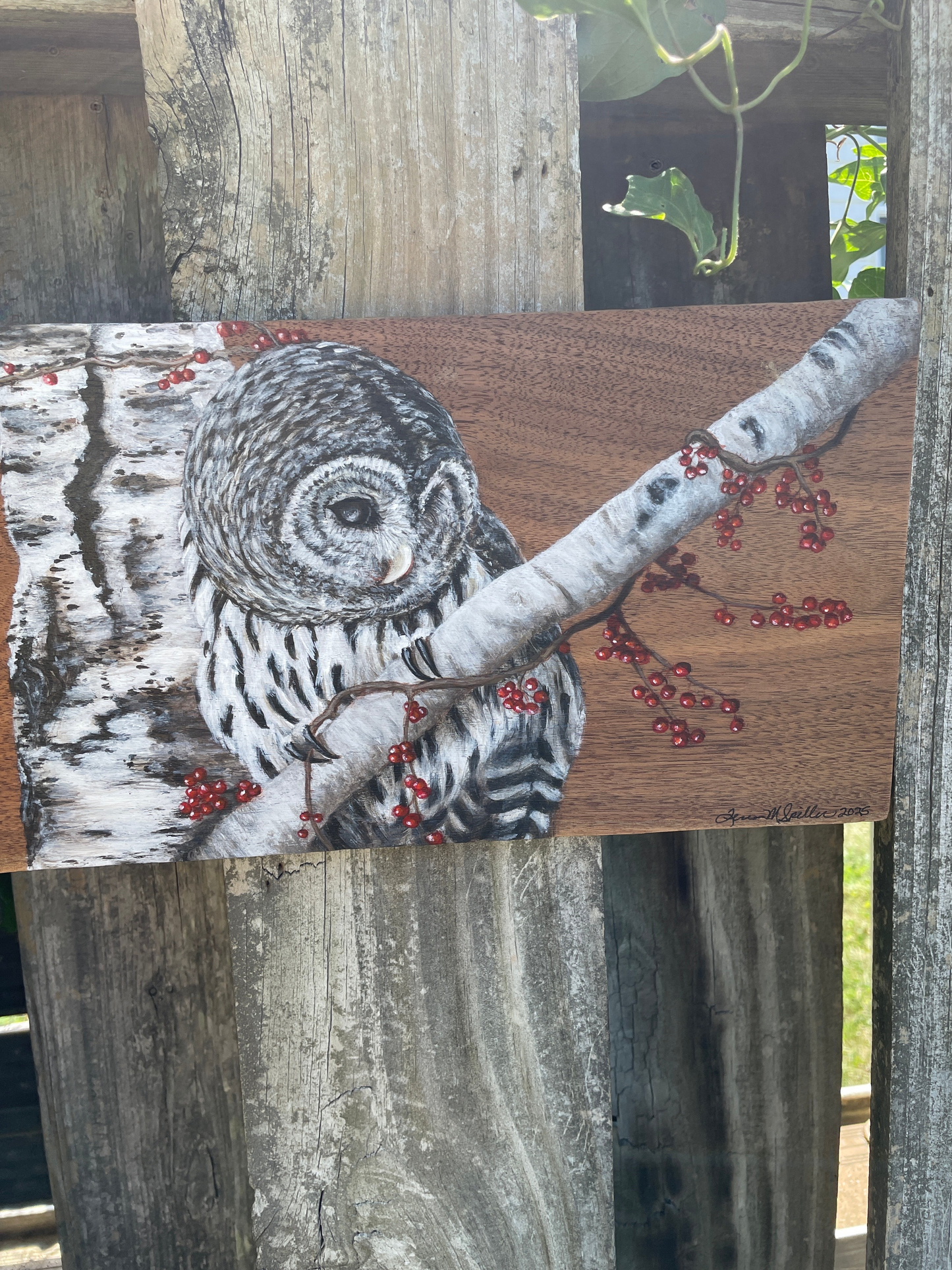 Barred Owl