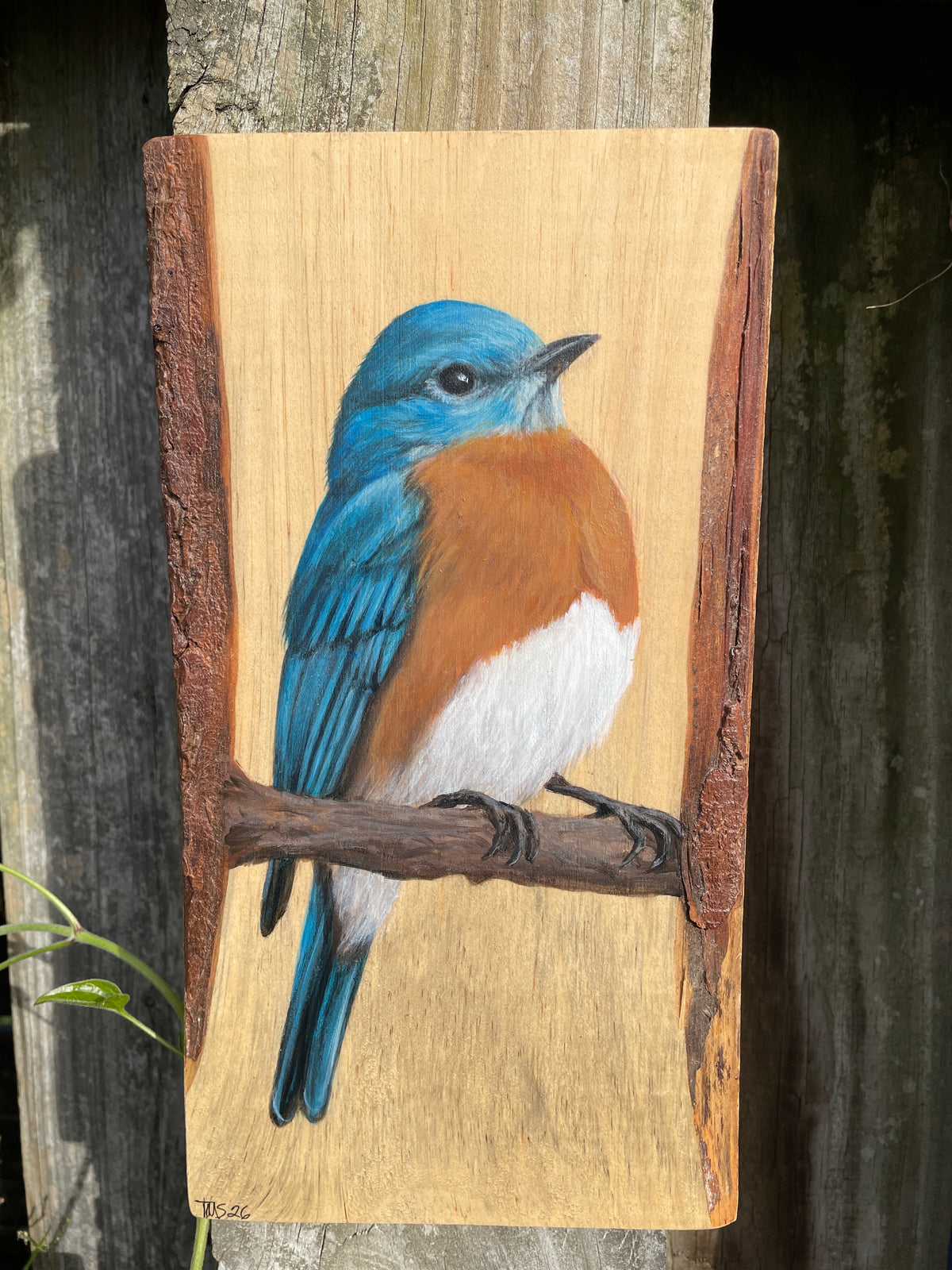 Mr Bluebird