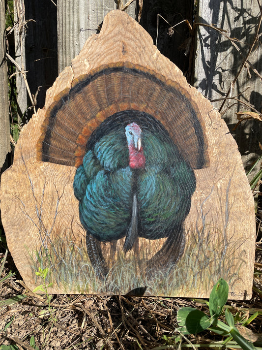 Tom Turkey