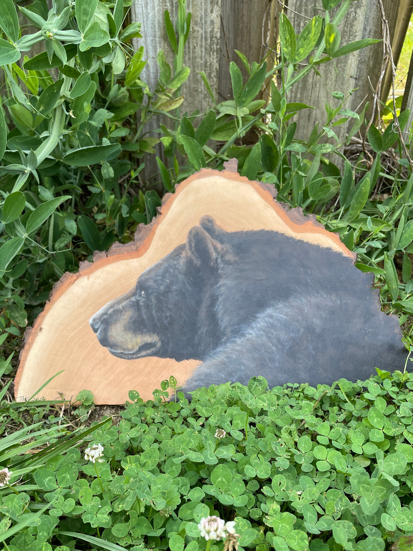 Black Bear