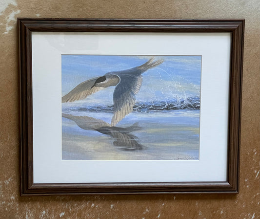 "Tern Fishing" 11 x 14 Framed Print