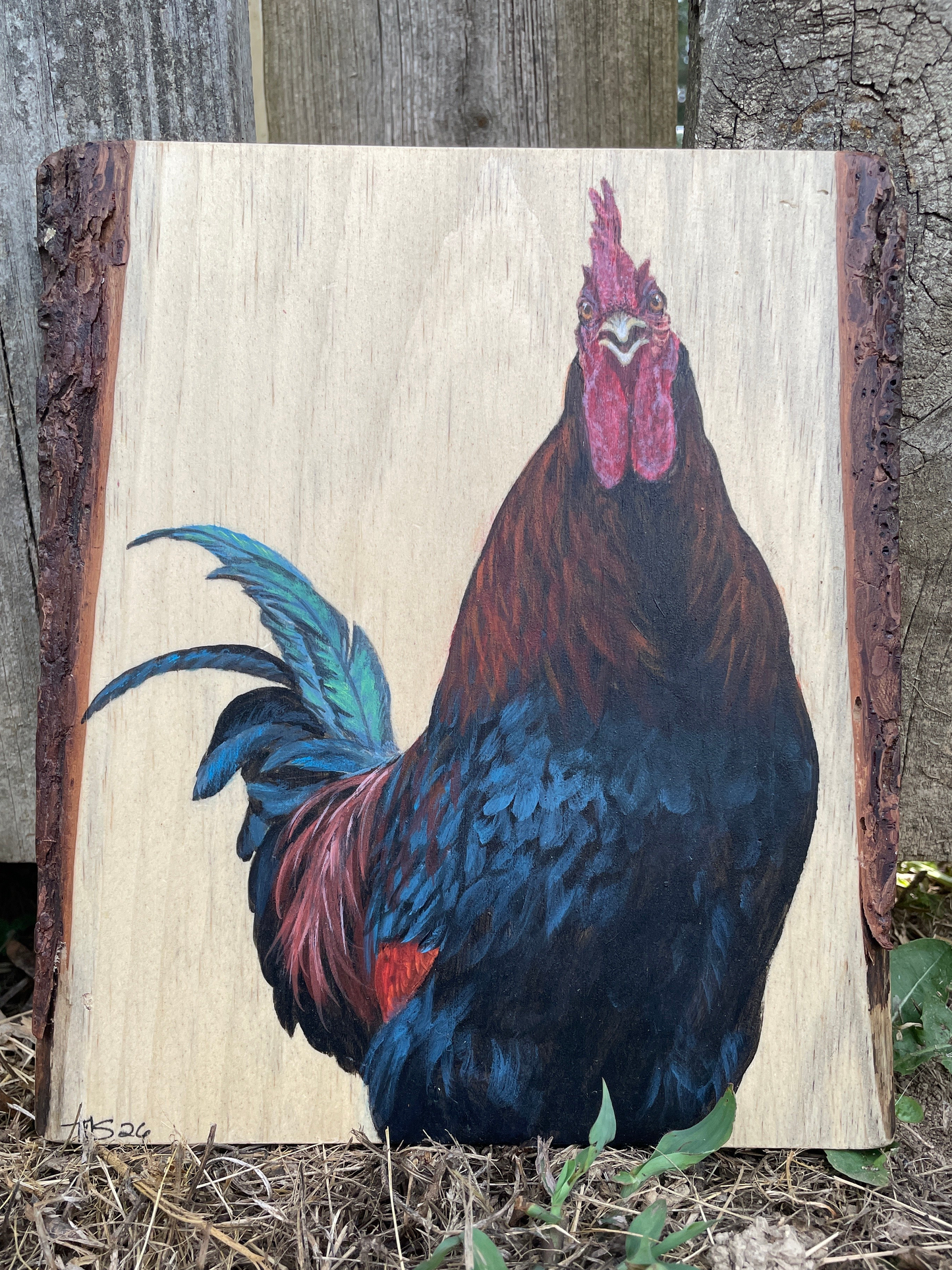 Mr Rooster