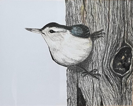 "Nuthatch" 5 x 7 Print