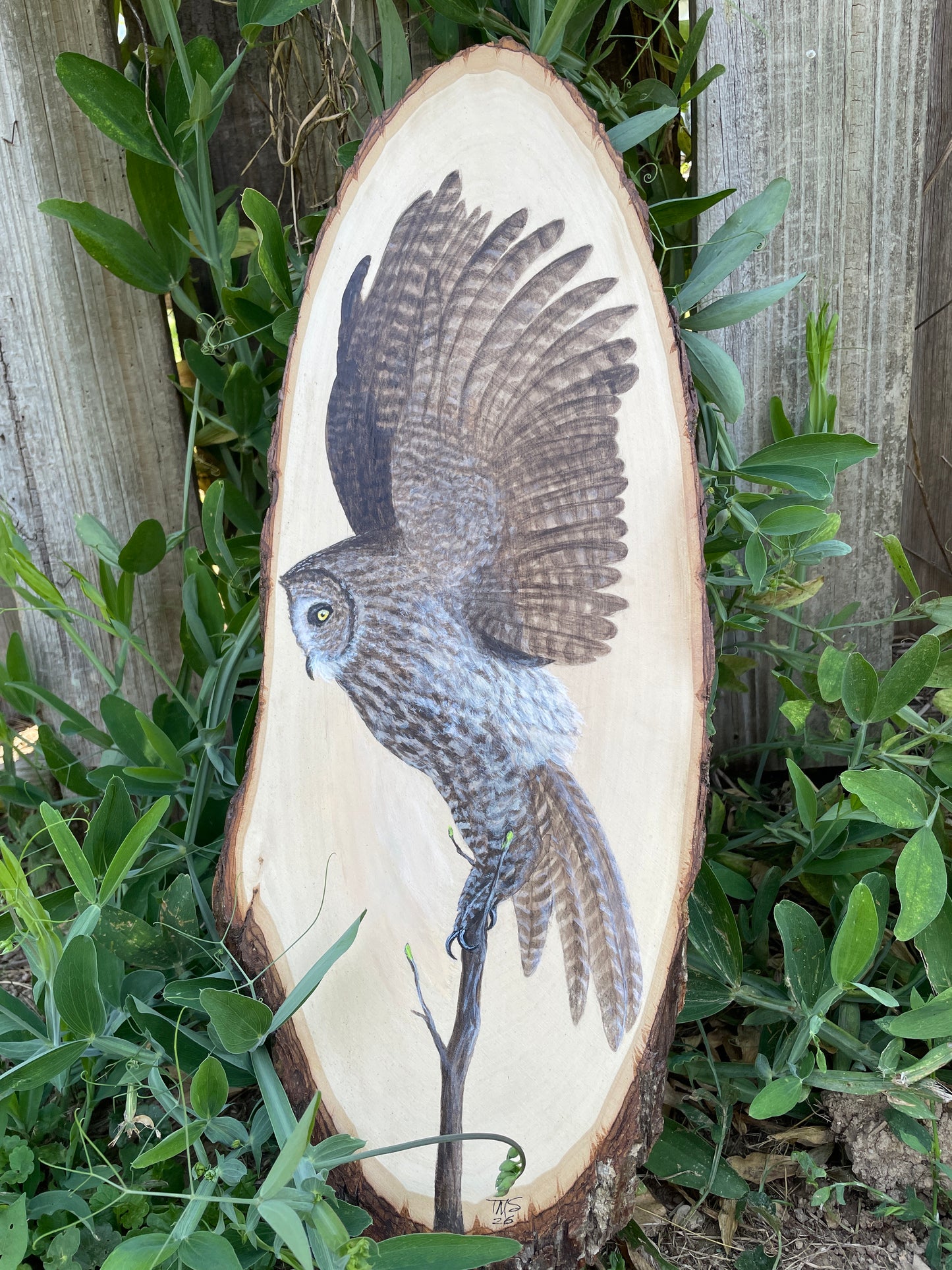 Great Gray Owl