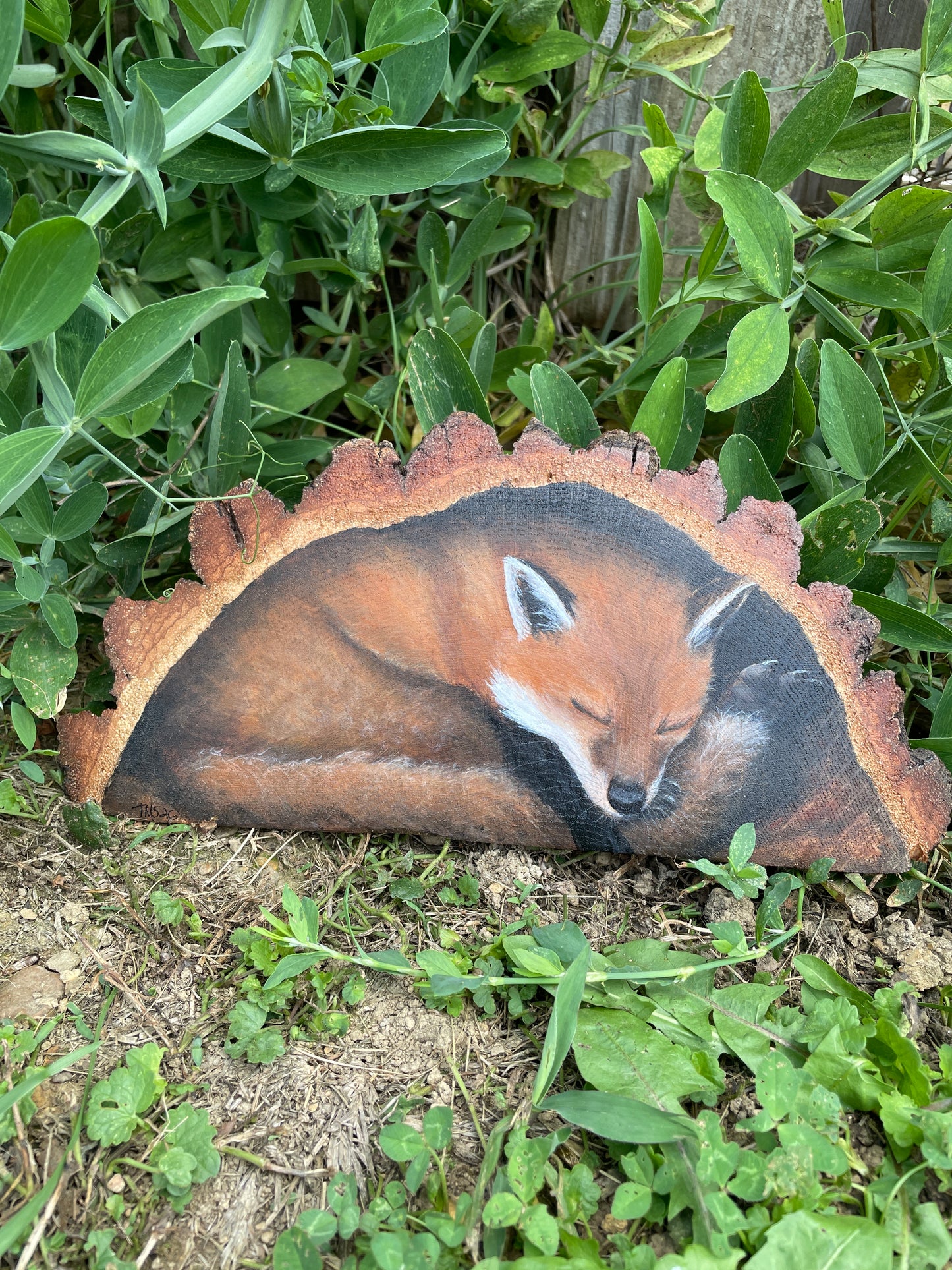 Fox Sleeping