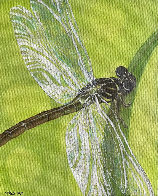 "Dragonfly" 8 x10 Prints