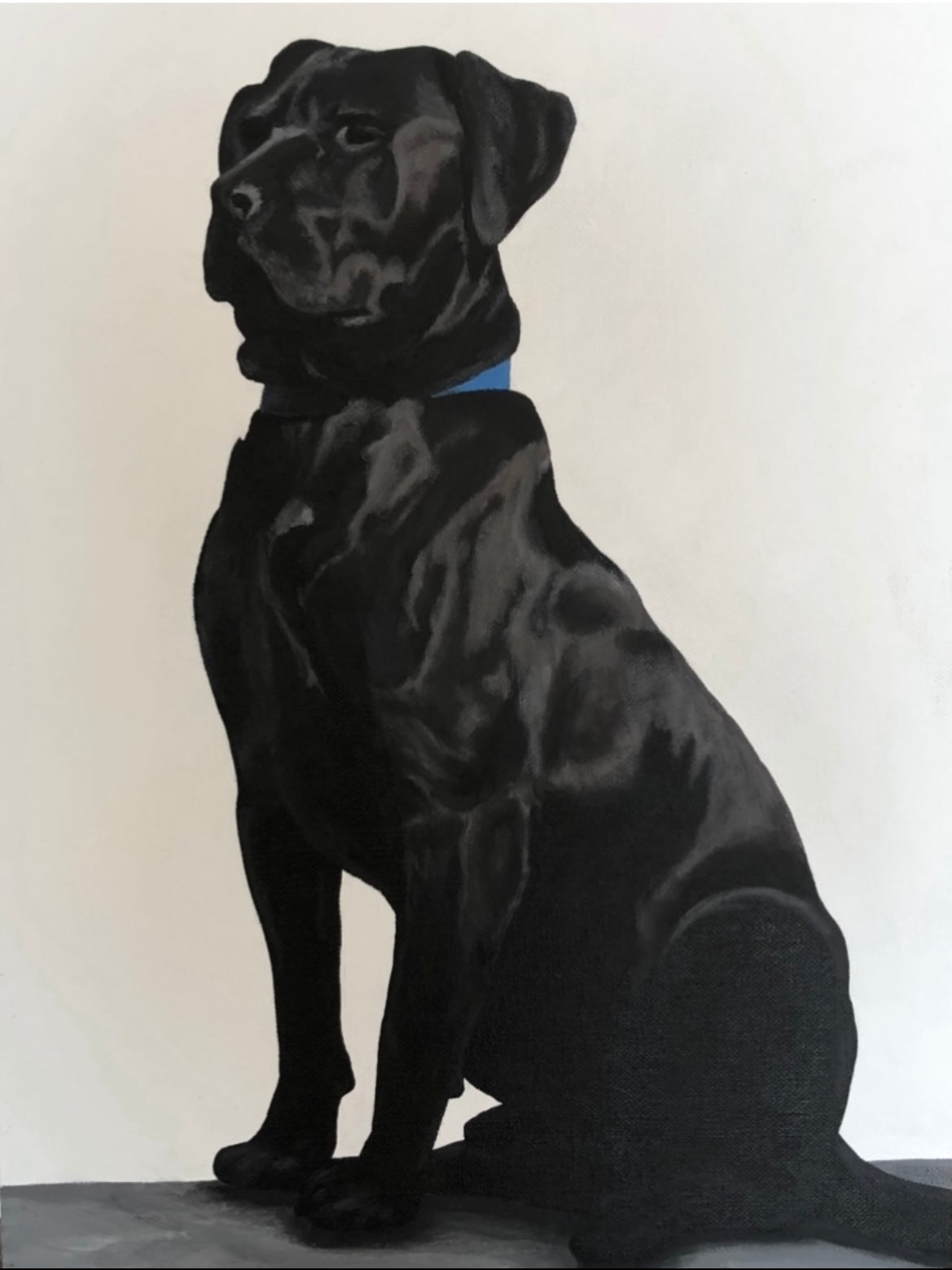 Pet Portraits